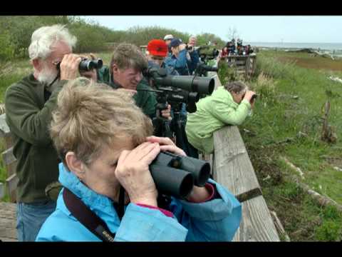 Several people lined up each watching birds through binoculars